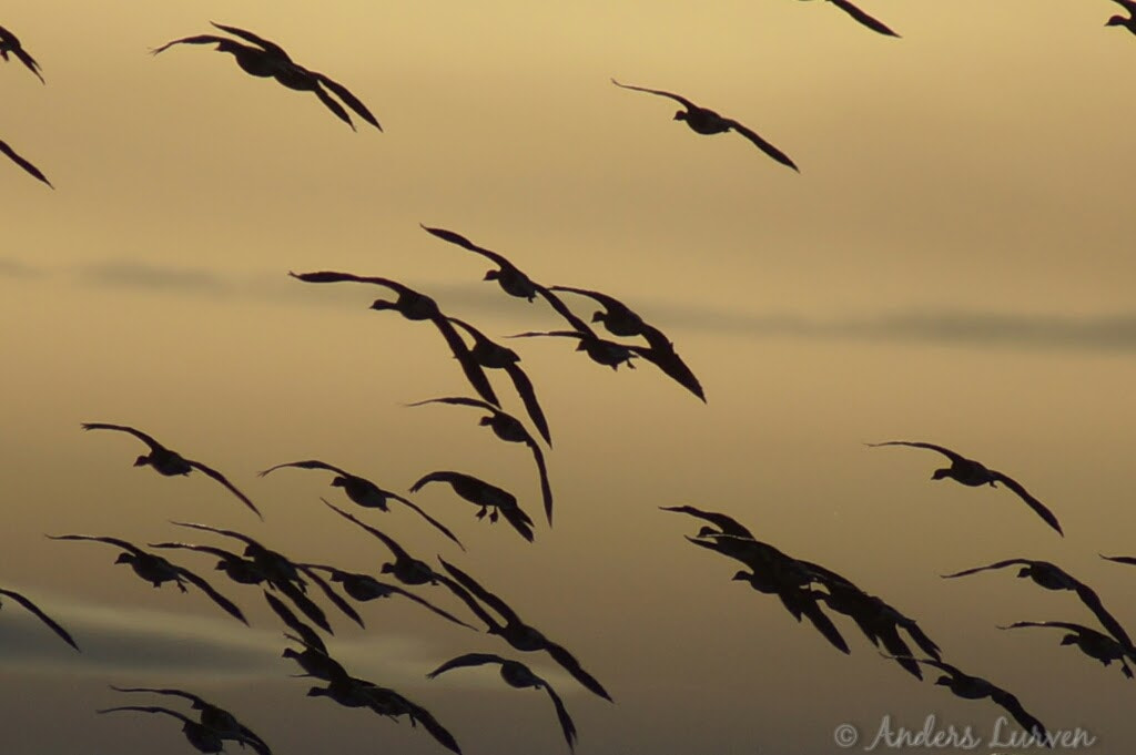 Sony 75-300mm F4.5-5.6 sample photo