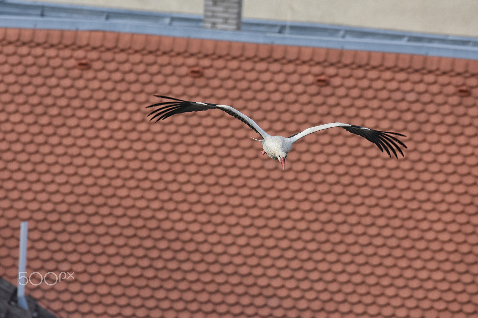 Nikon D7200 + Sigma 150-600mm F5-6.3 DG OS HSM | C sample photo. Stork photography