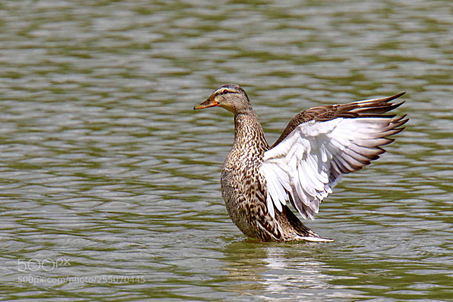 Canon EOS 7D Mark II sample photo. Cane colvert - duck photography