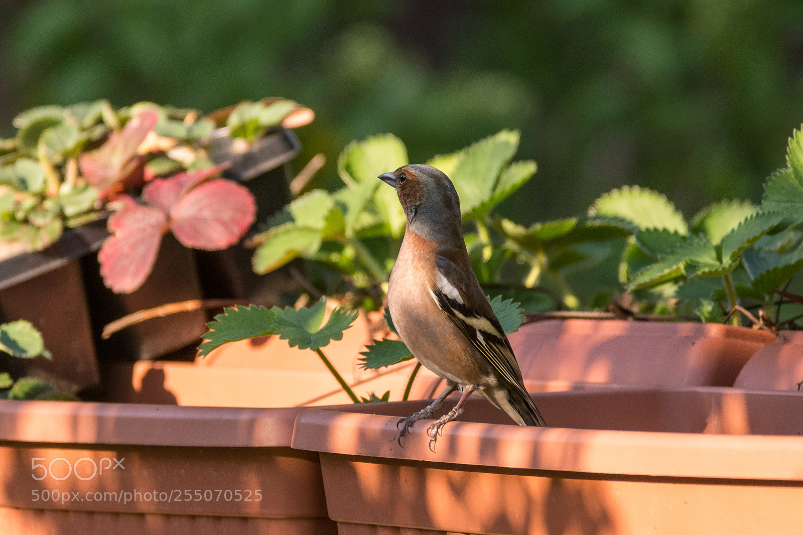 Nikon D7200 sample photo. Chaffinch photography