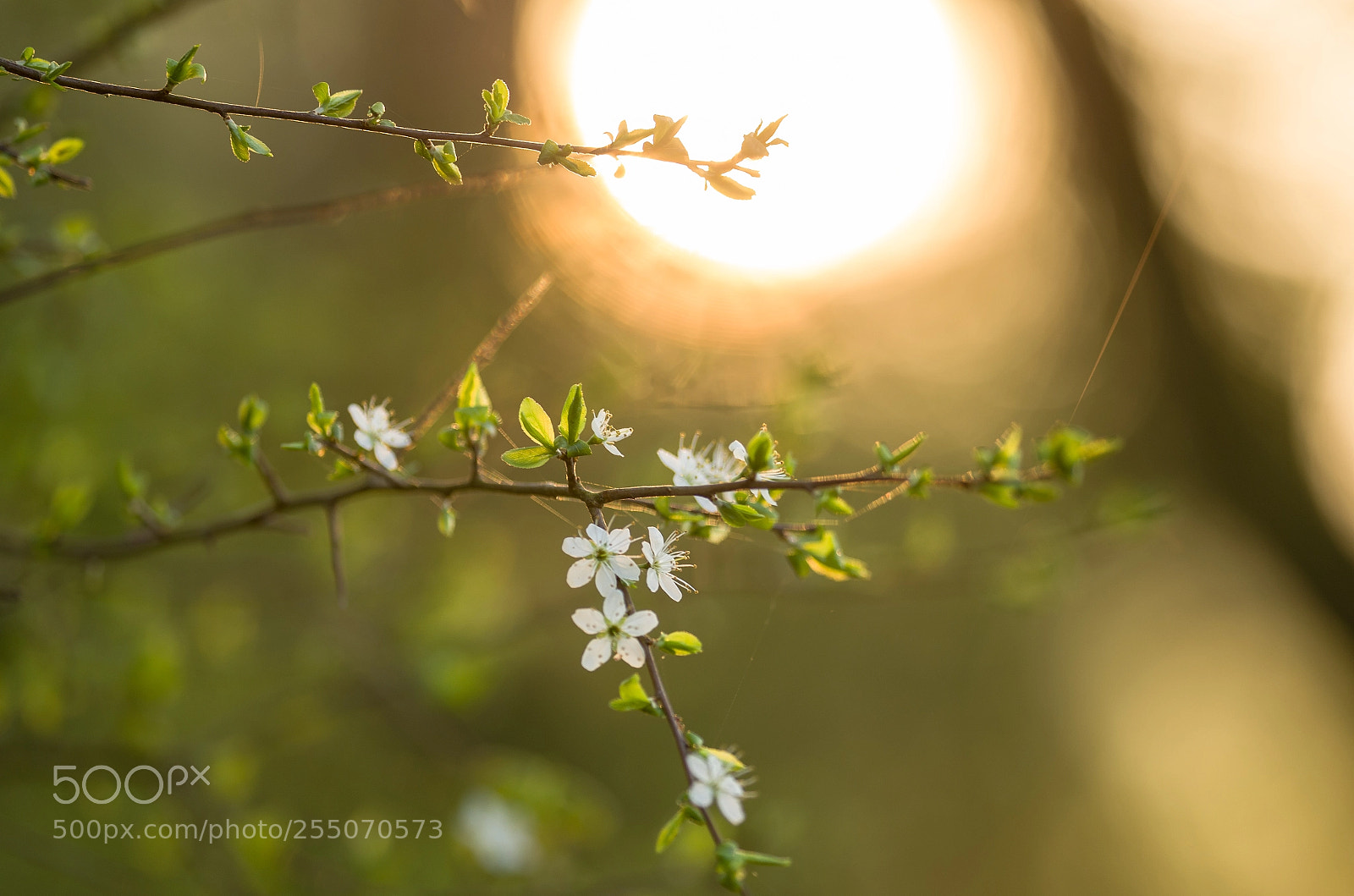 Nikon D5100 sample photo. Spring photography