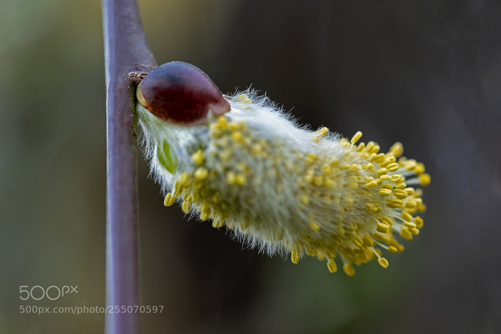 Sony a7R III sample photo. Dsc photography