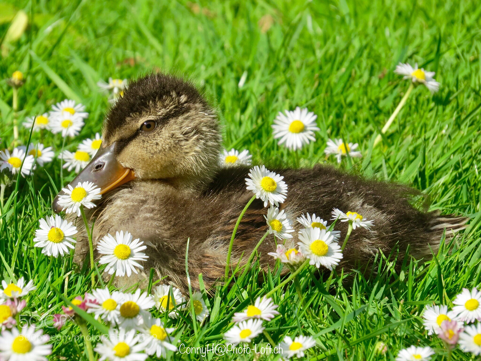 Canon PowerShot SX50 HS sample photo. Baby duck, stadtpark krefeld photography
