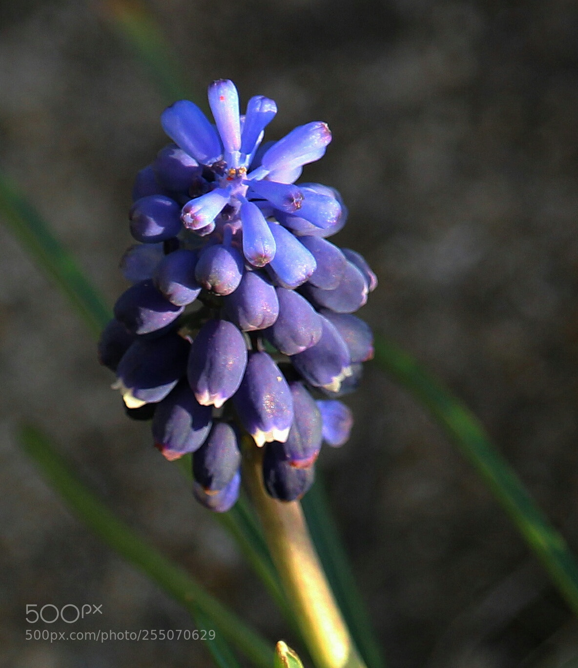 Canon EOS 100D (EOS Rebel SL1 / EOS Kiss X7) sample photo. Blue photography