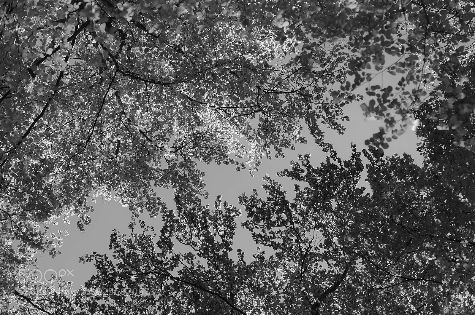 Sony SLT-A57 sample photo. Canopée photography