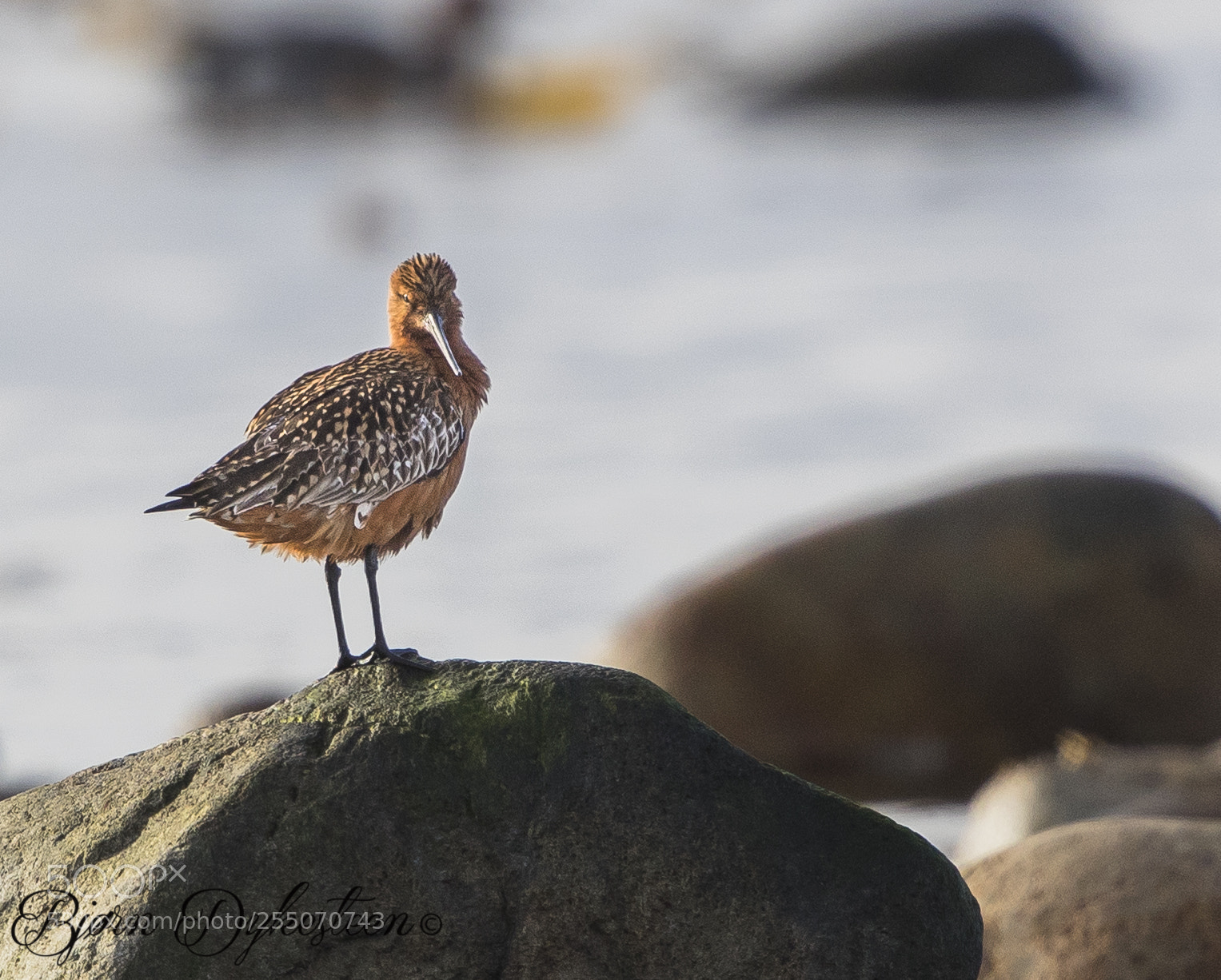 Canon EOS-1D X Mark II sample photo. Bar-tailed godwit, adult male photography