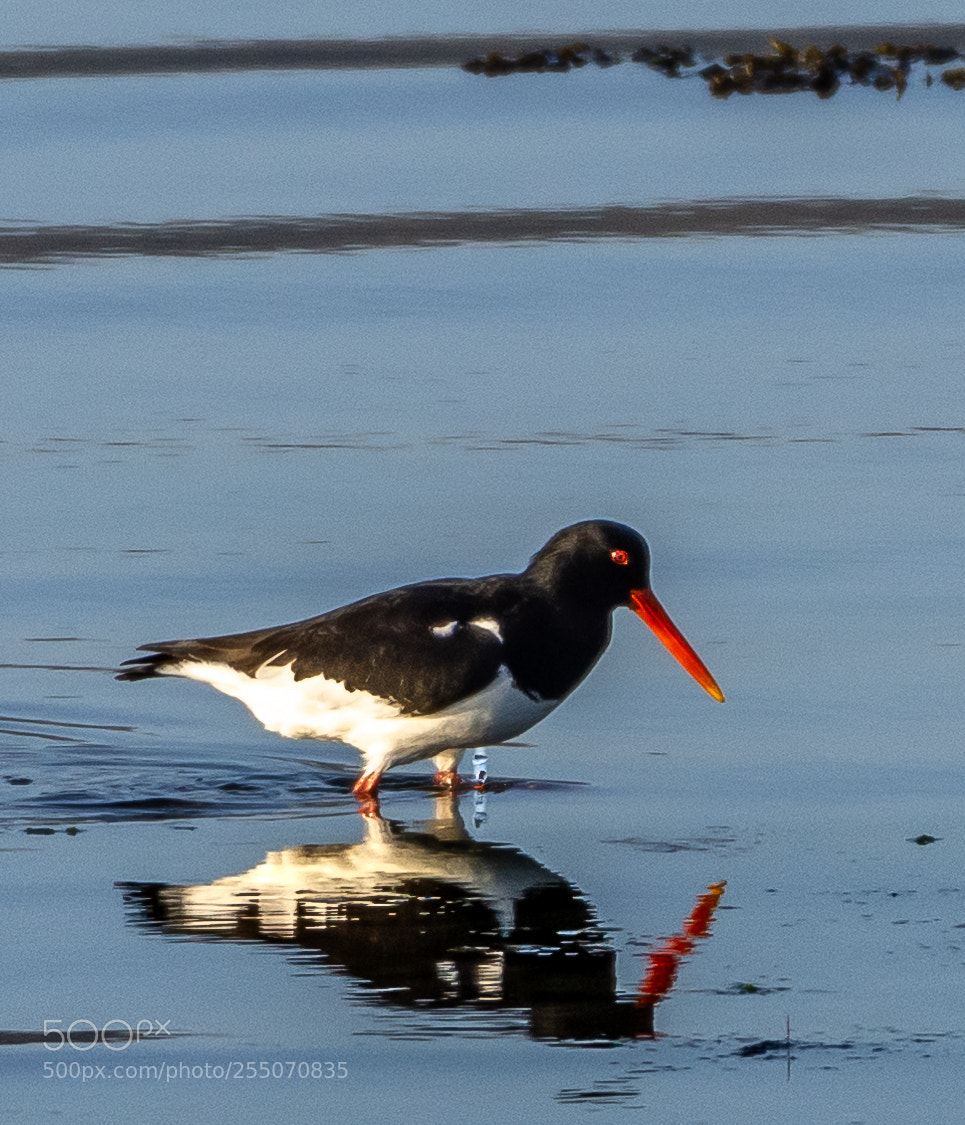 Nikon D7200 sample photo. Reflecting photography