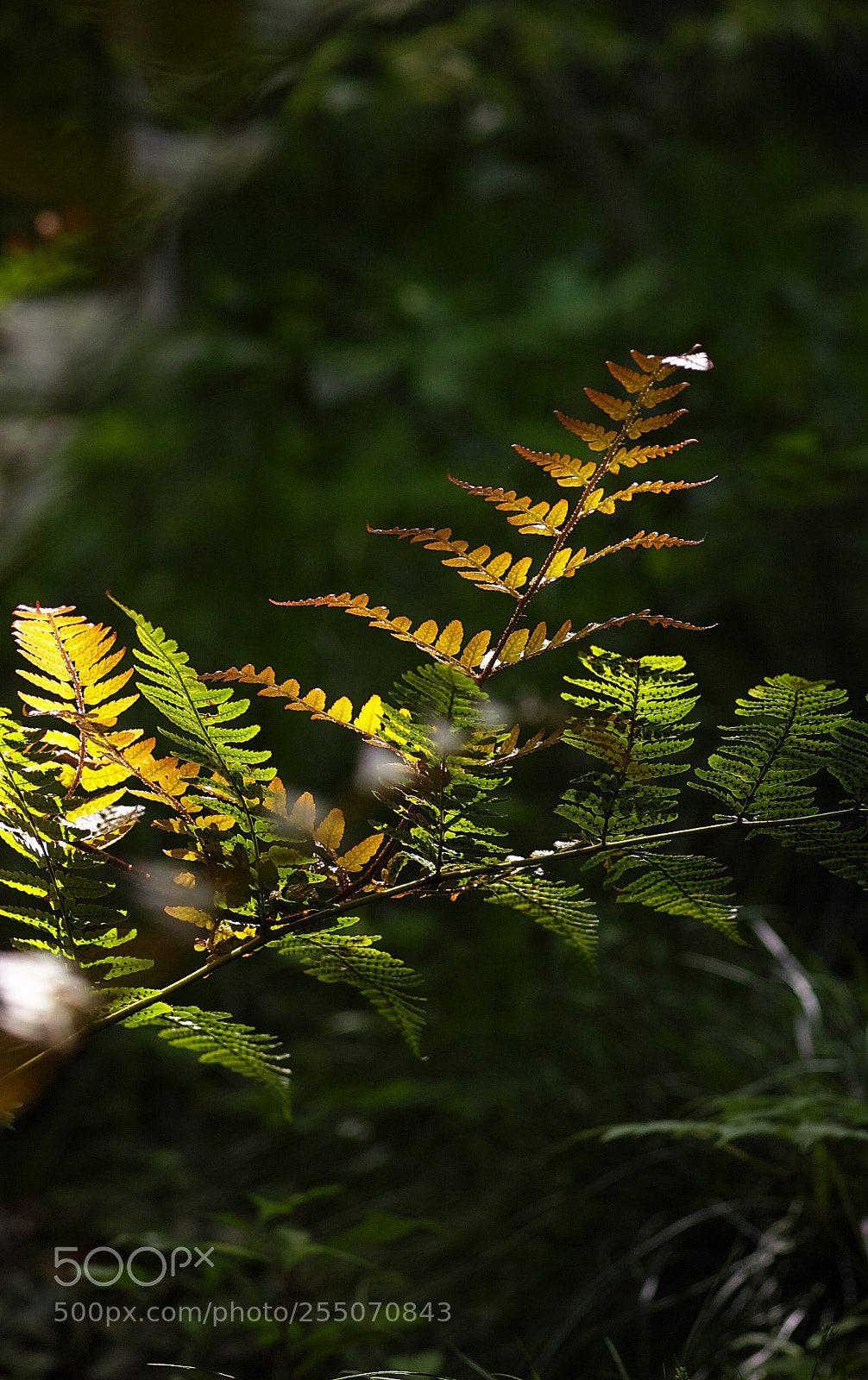 Sigma DP3 Merrill sample photo. Ferns photography