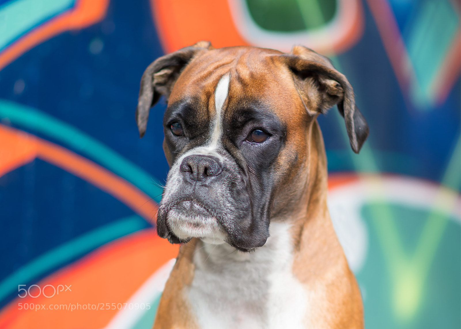 Nikon D500 sample photo. Untitled photography