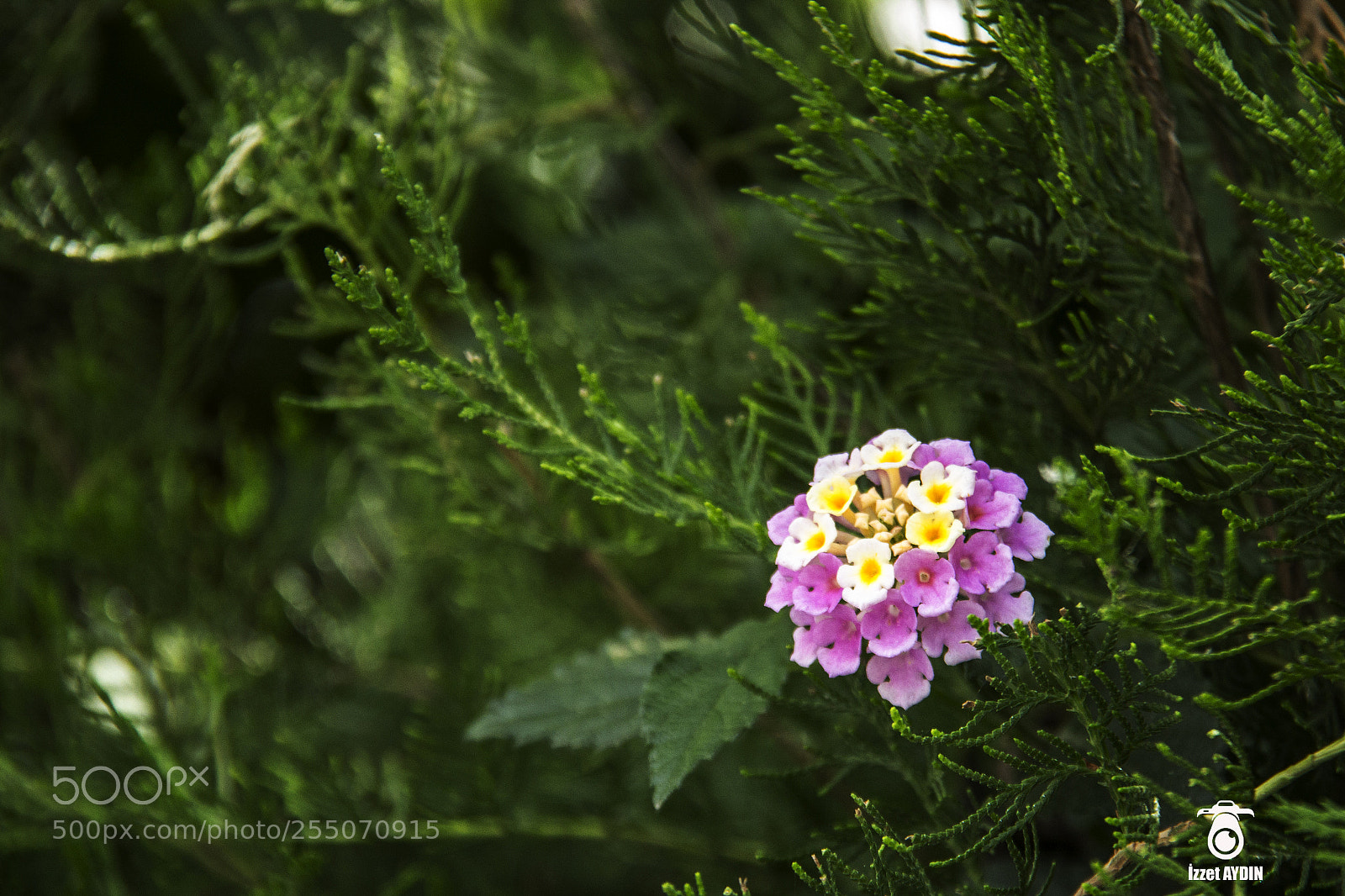 Canon EOS 600D (Rebel EOS T3i / EOS Kiss X5) sample photo. Lantana camara photography