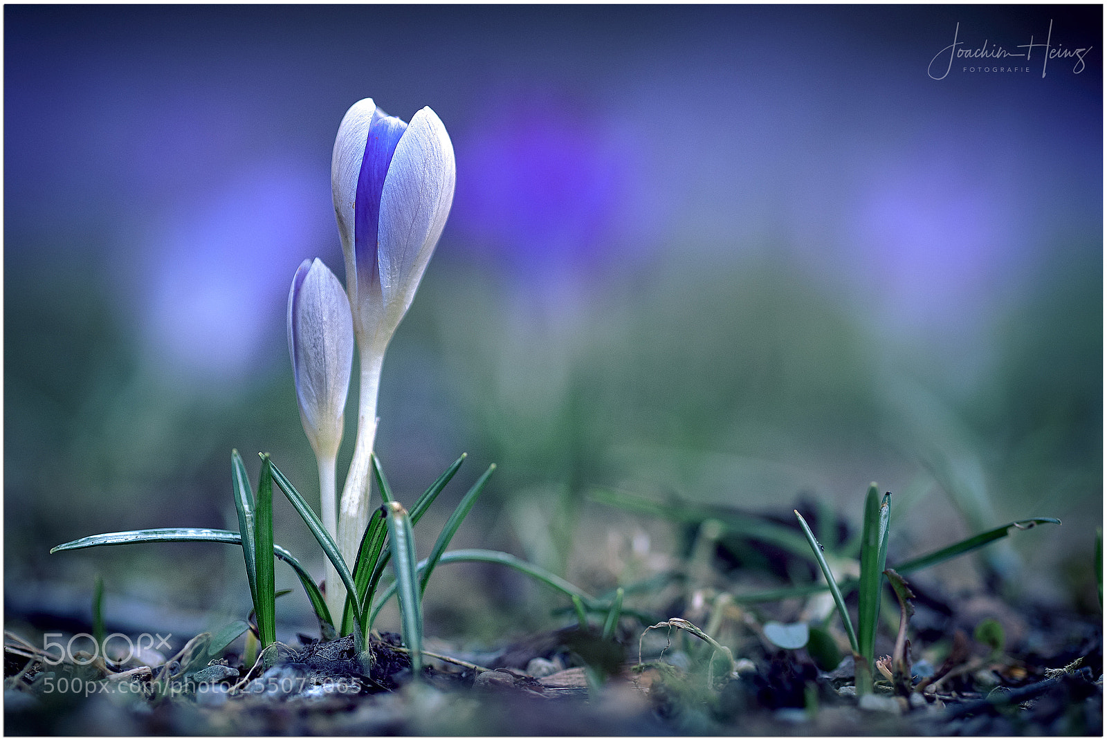 Fujifilm X-T2 sample photo. Crocus photography