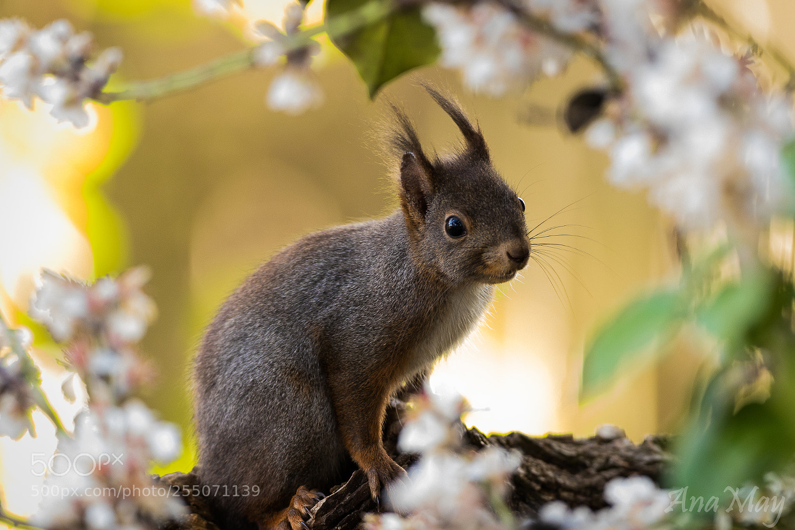 Canon EOS 7D Mark II sample photo. Cureuil au milieu des photography
