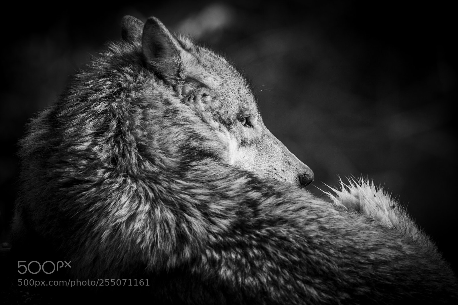 Canon EOS-1D X sample photo. Relaxing wolf photography