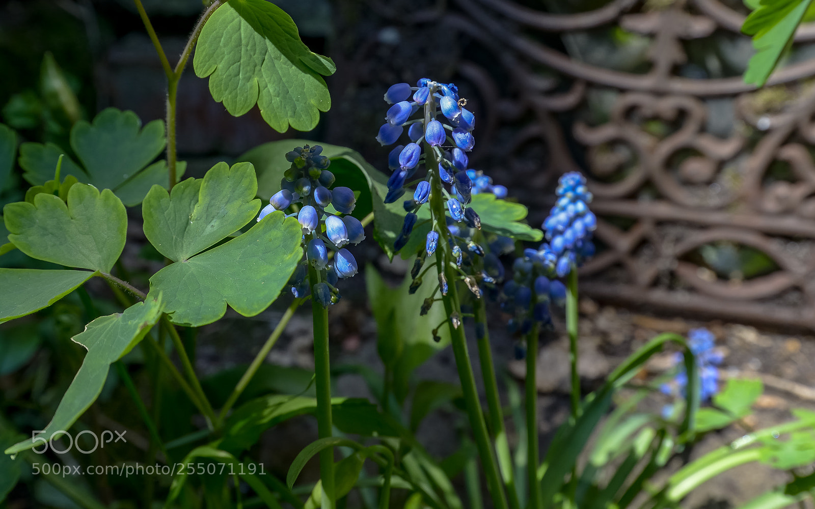 Nikon D800 sample photo. Blue beauty in the photography