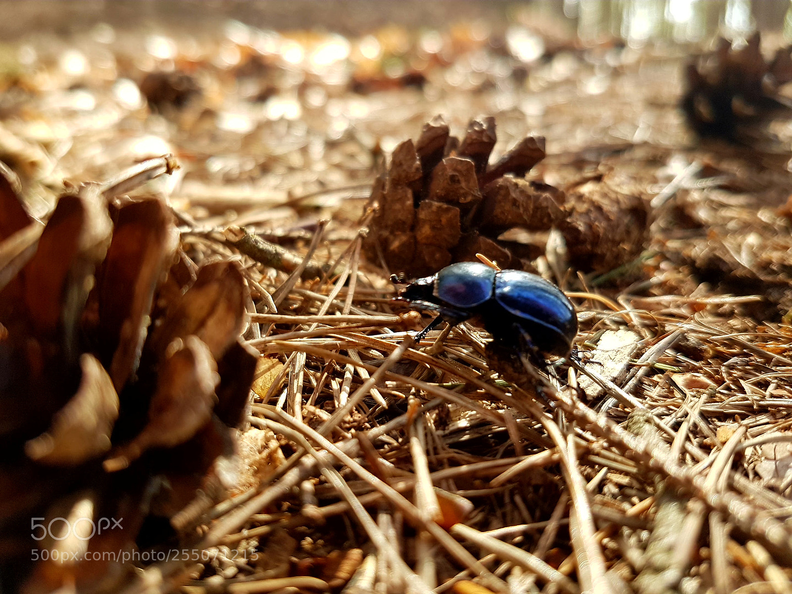 Samsung Galaxy S7 sample photo. Untitled photography