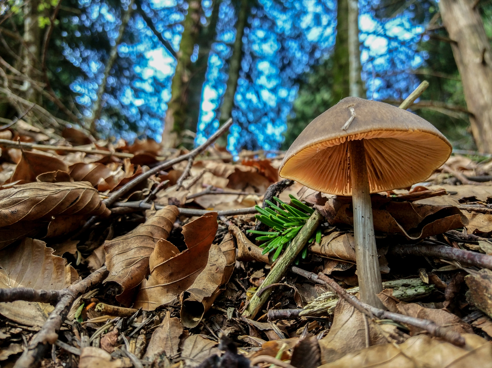 Xiaomi Mi Note2 sample photo. Spring photography