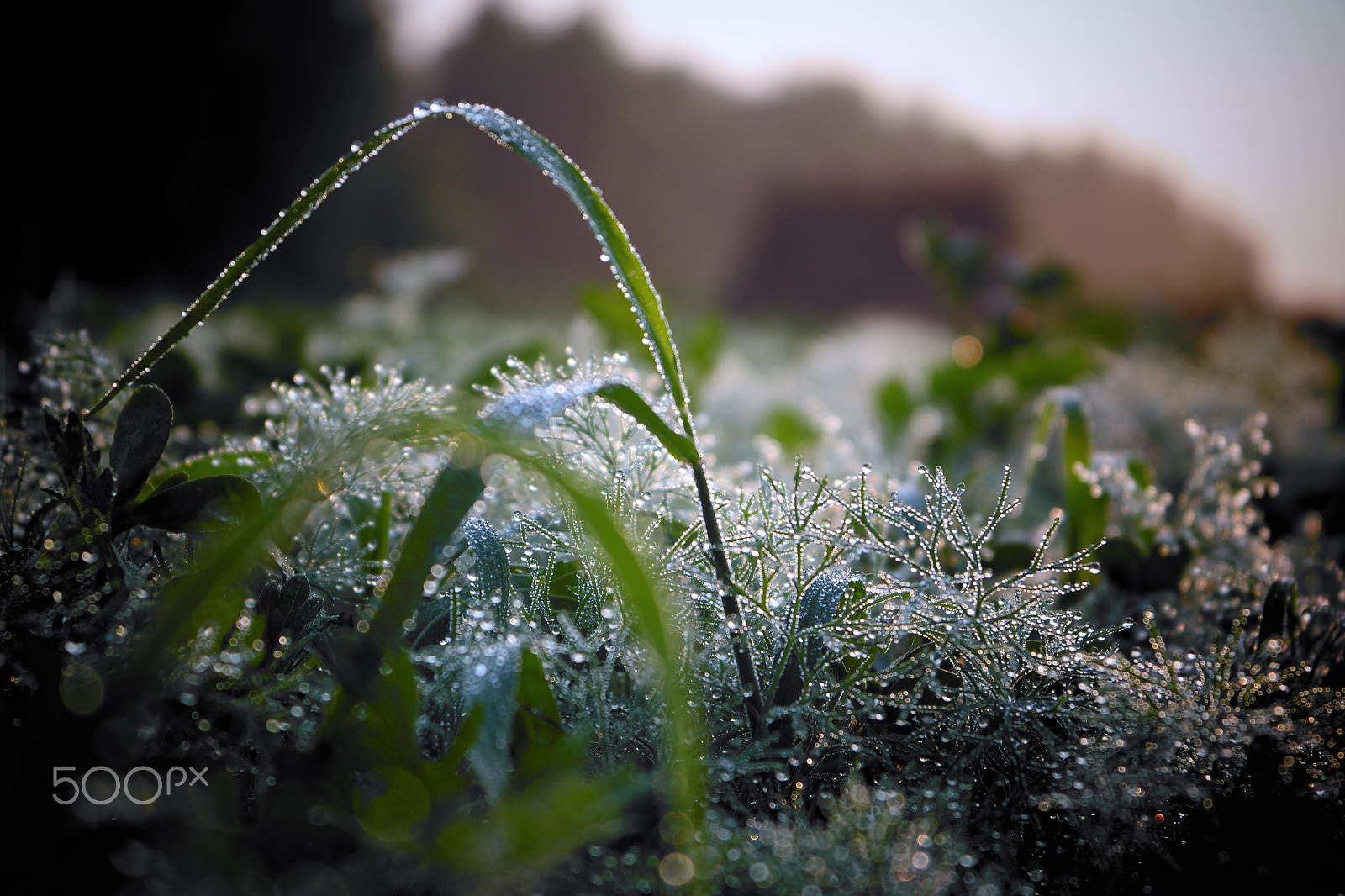 Samsung NX2000 sample photo. Gems from sky photography