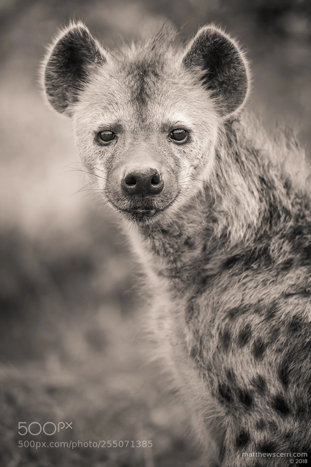 Canon EOS-1D X Mark II sample photo. Hyena - portrait photography
