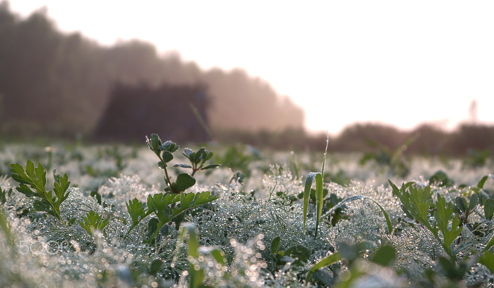 Samsung NX2000 sample photo. Gems from sky photography