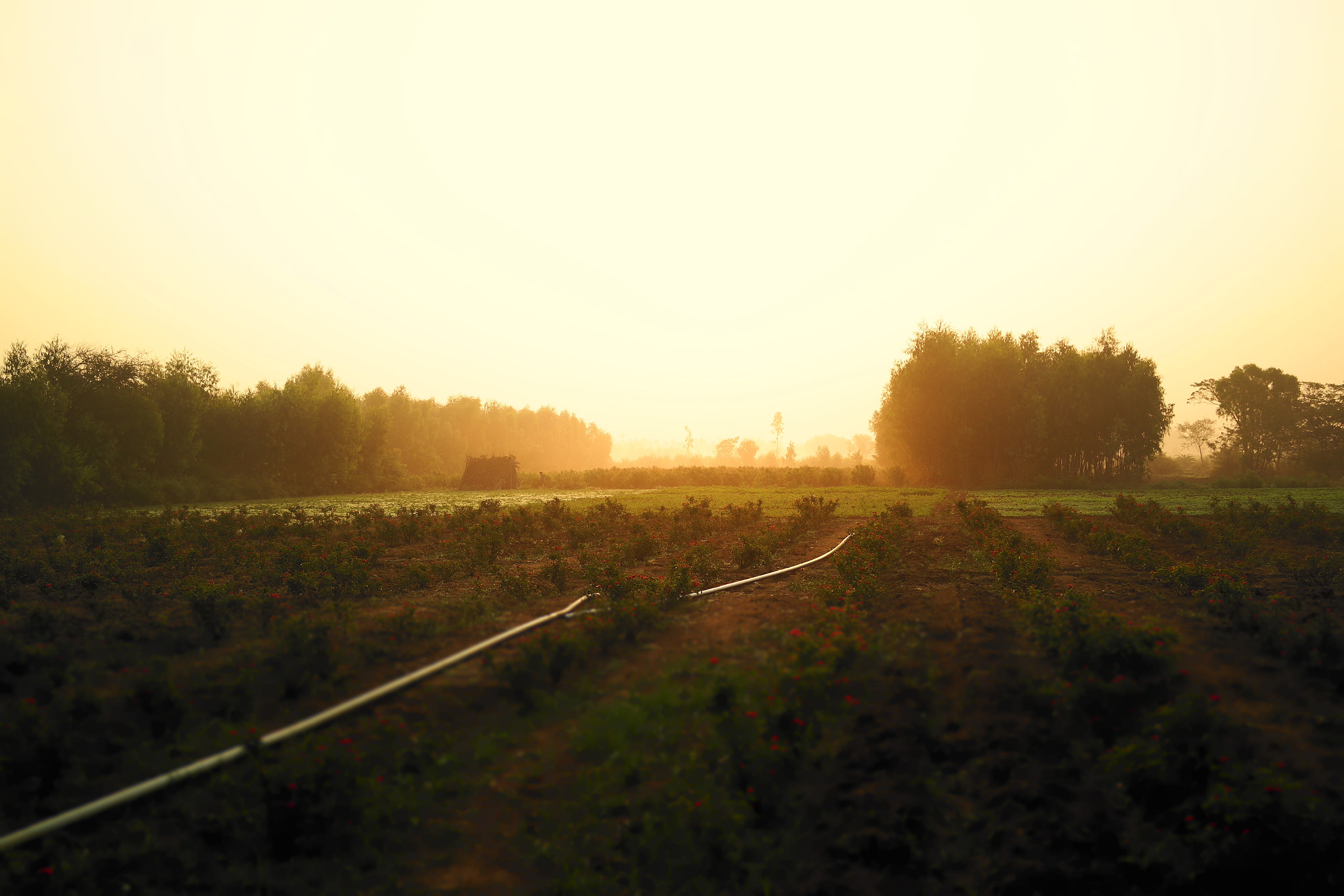 Samsung NX2000 sample photo. Golden rays its on the way photography