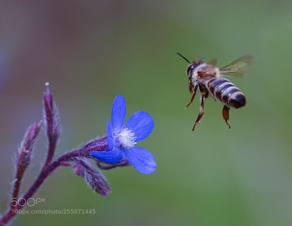Nikon D7100 sample photo. Ari ve cicek photography