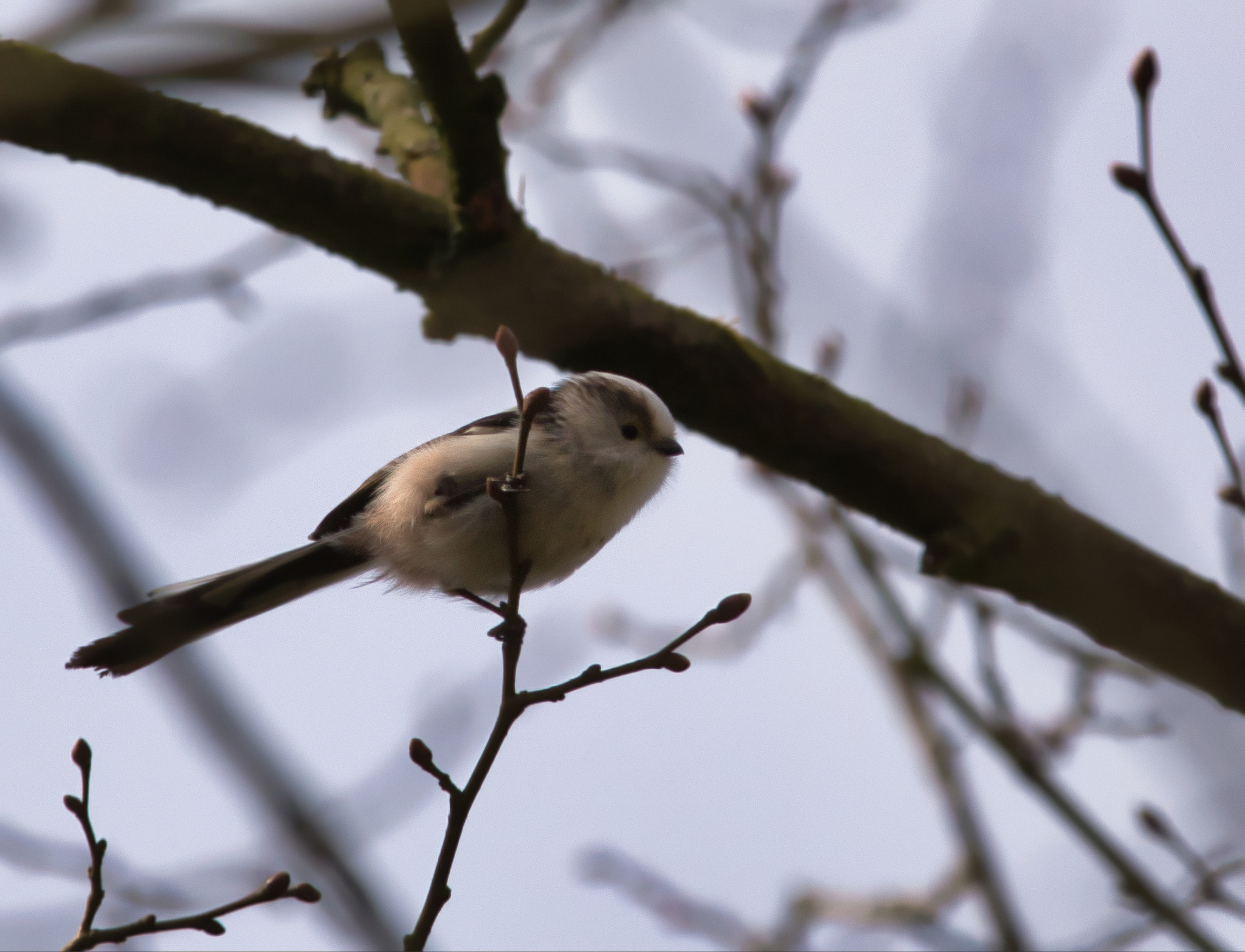 Sigma 150-600mm F5-6.3 DG OS HSM | C sample photo. Fluffy photography