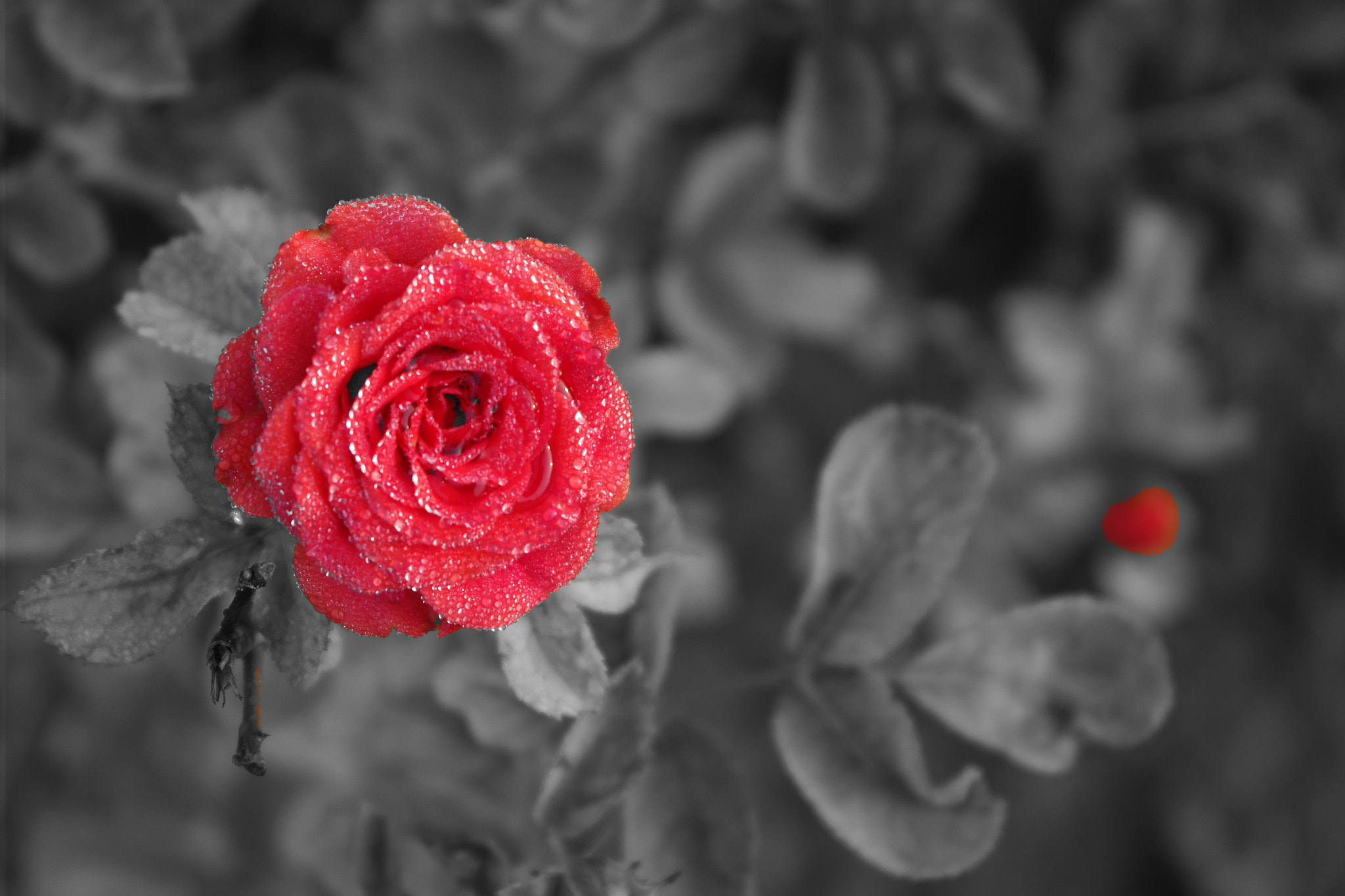 Samsung NX2000 sample photo. Colour of love photography