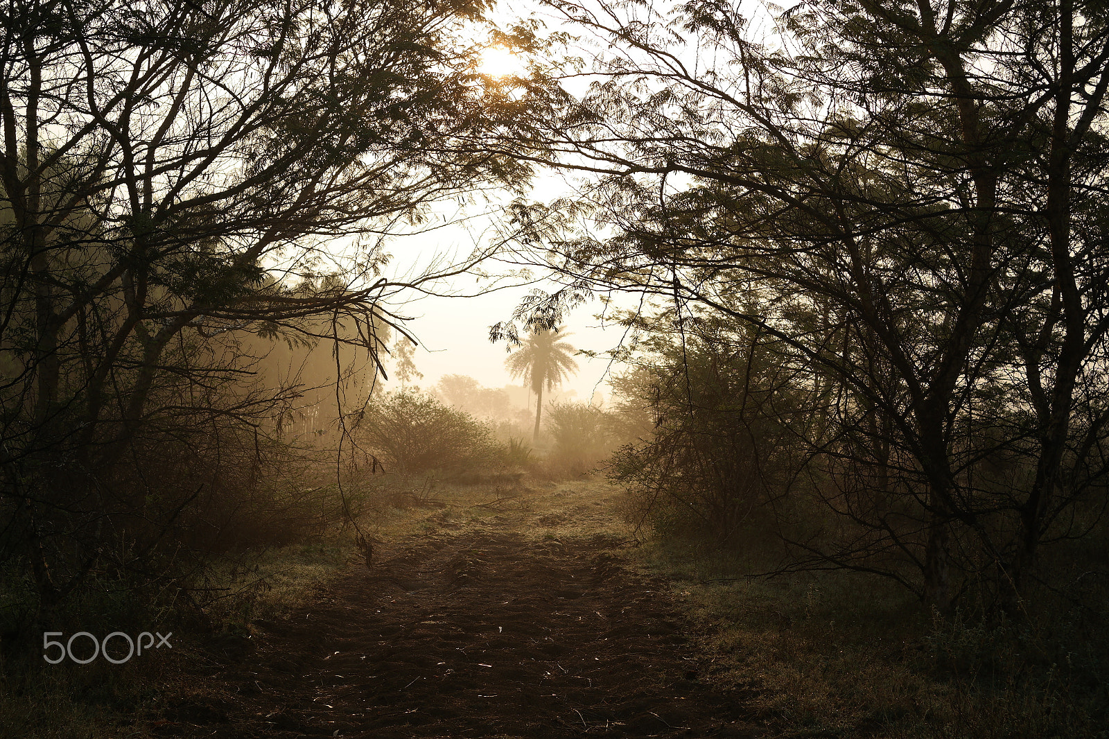 Samsung NX2000 sample photo. Walk in nature photography