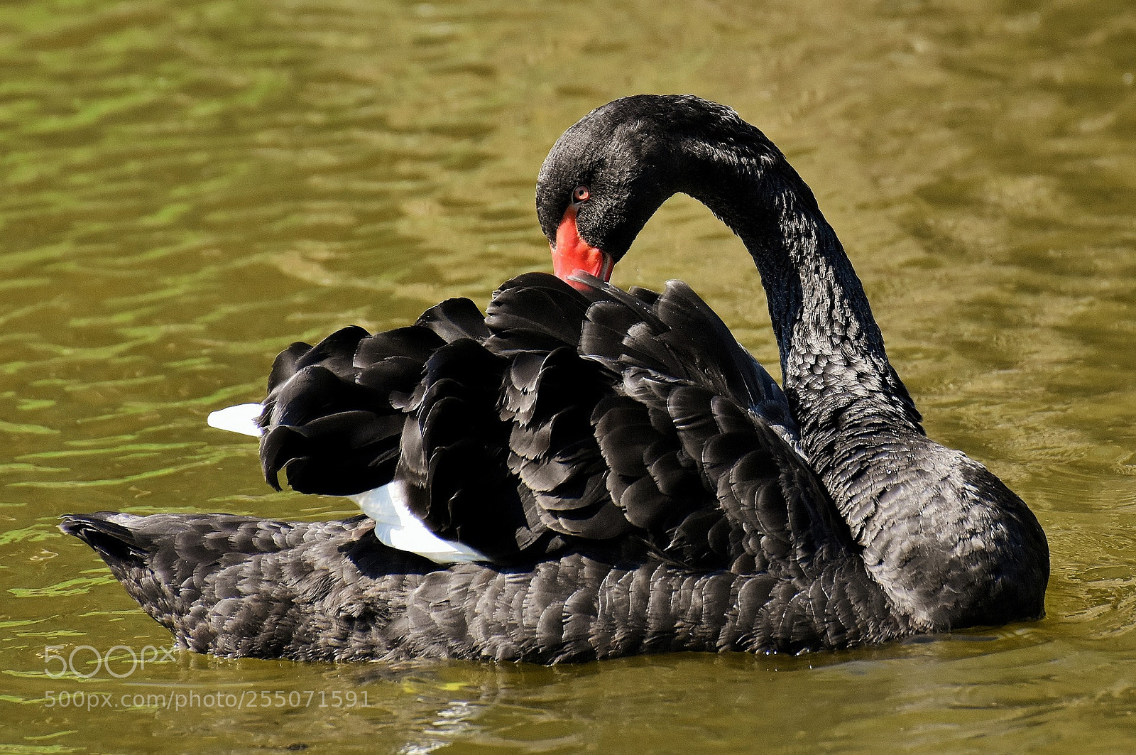 Nikon D7200 sample photo. Swan photography