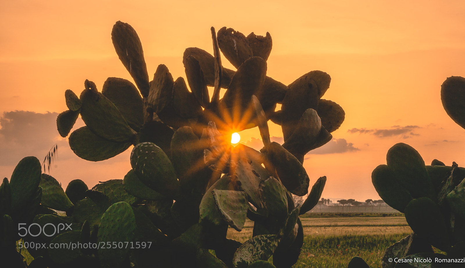 Sony a6000 sample photo. Spring sunset photography