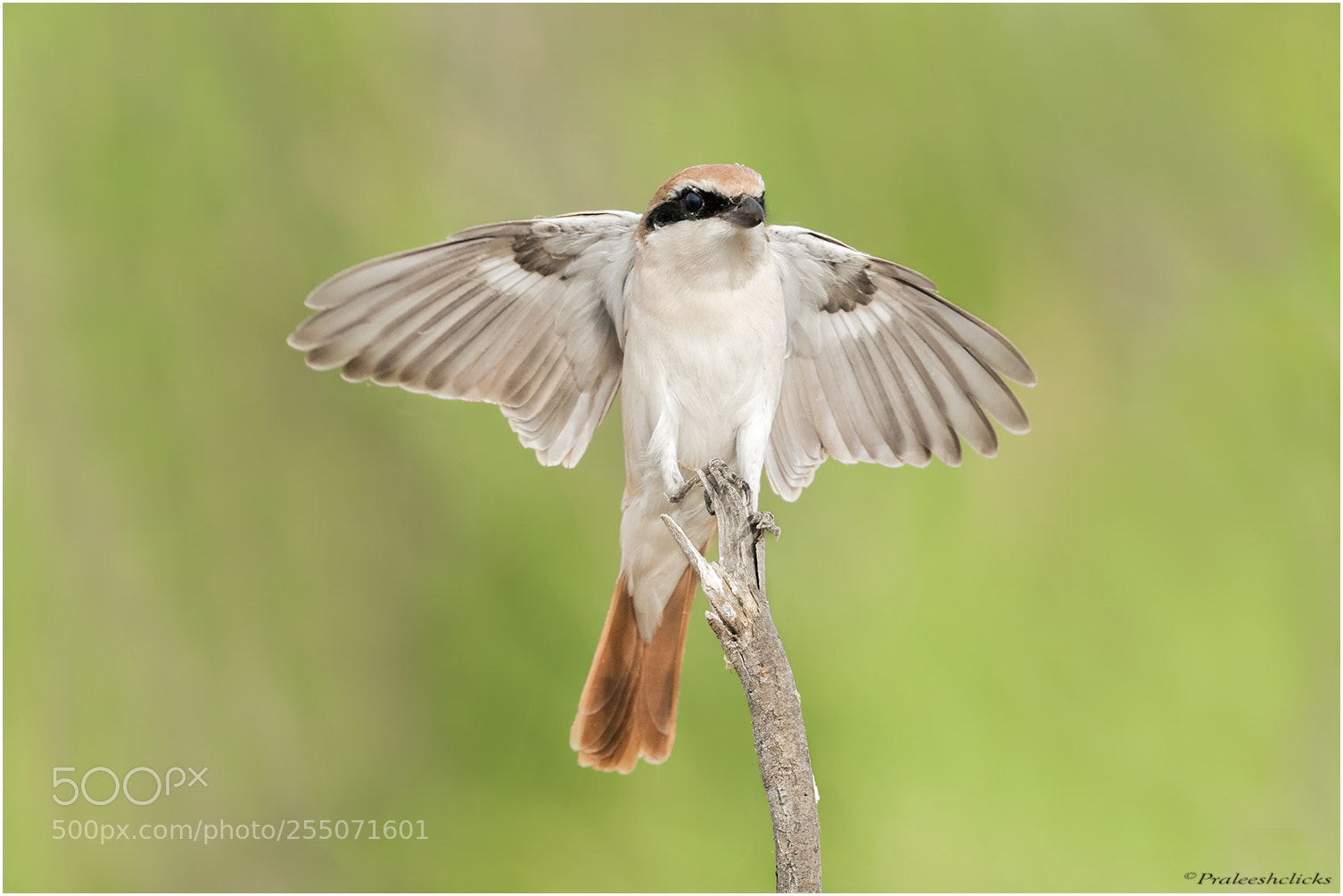 Nikon D500 sample photo. Turkestan shrike photography