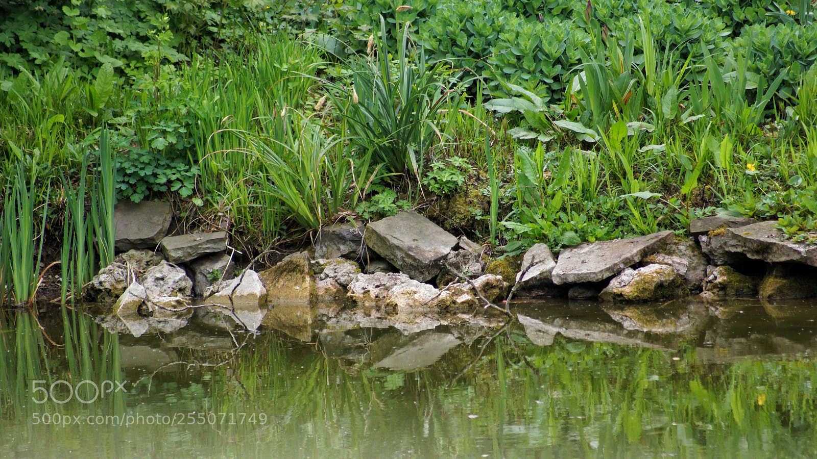 Sony SLT-A65 (SLT-A65V) sample photo. Das gr ne ufer photography