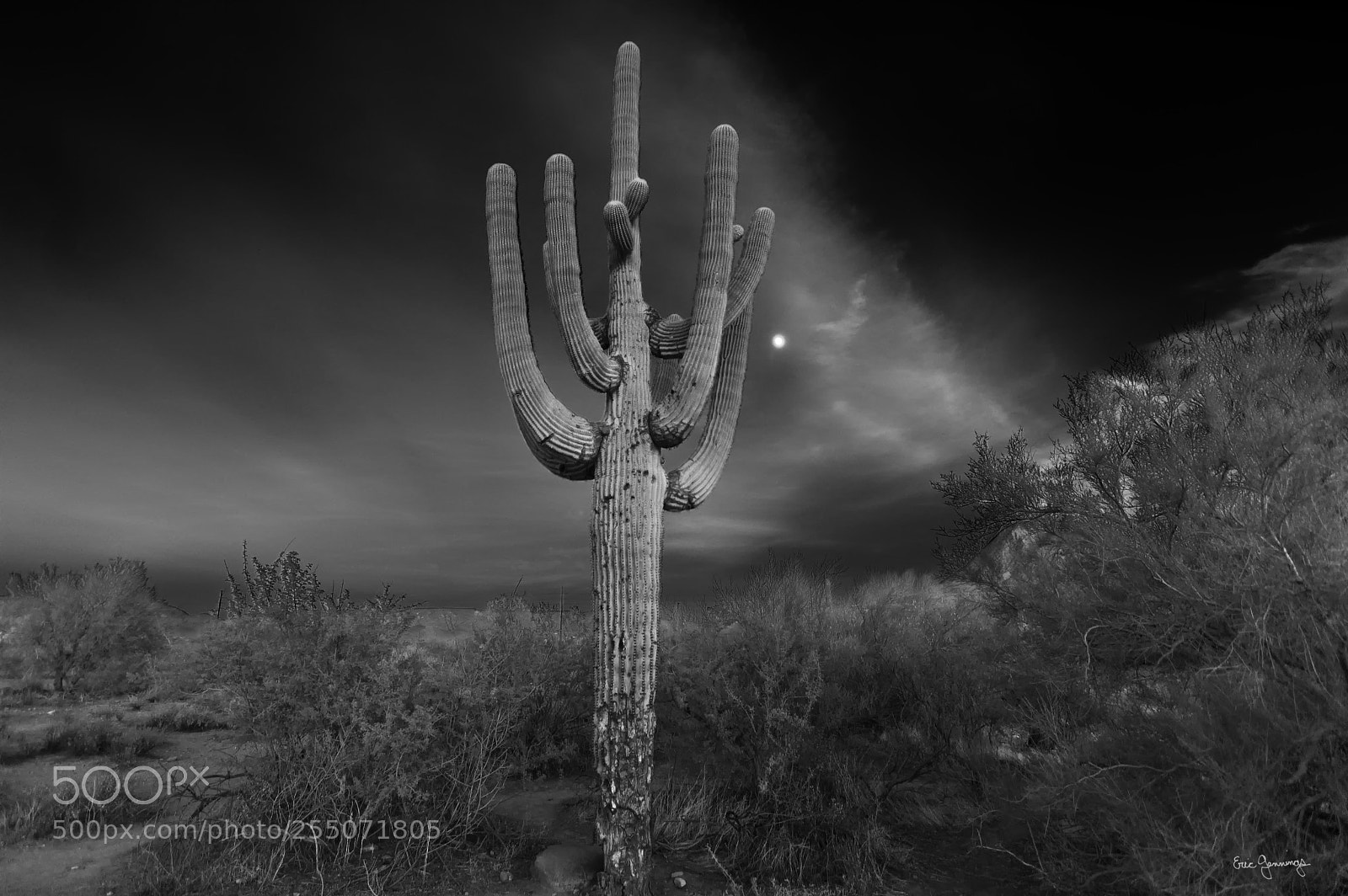 Nikon D50 sample photo. Night cactus photography