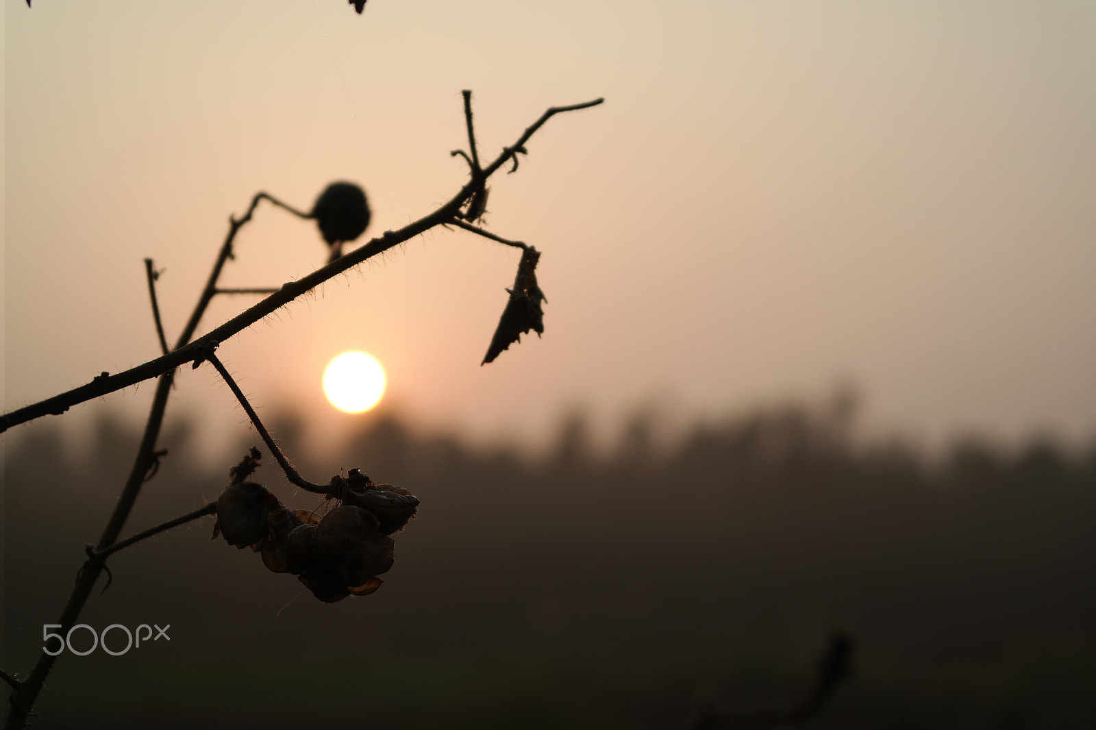Samsung NX2000 sample photo. “when you start each day with a grateful heart photography