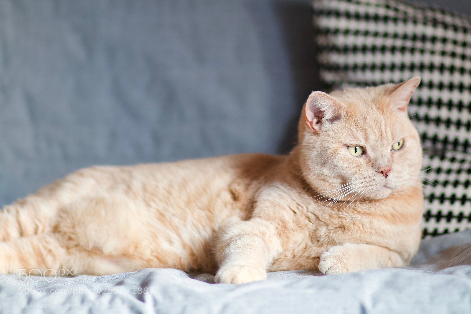 Canon EOS 70D sample photo. Alwin on sofa photography