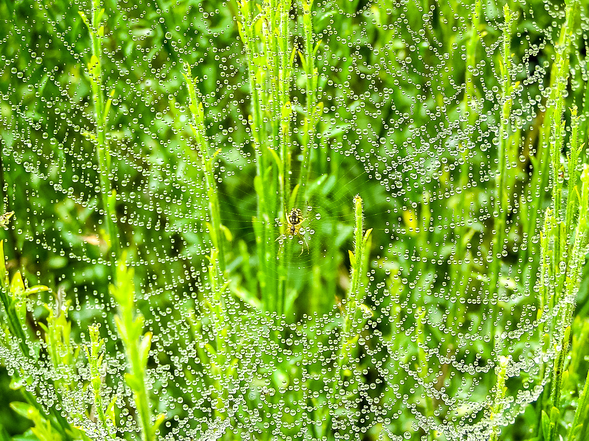 Olympus C765UZ sample photo. Tela de araña de hierro (iron net) photography