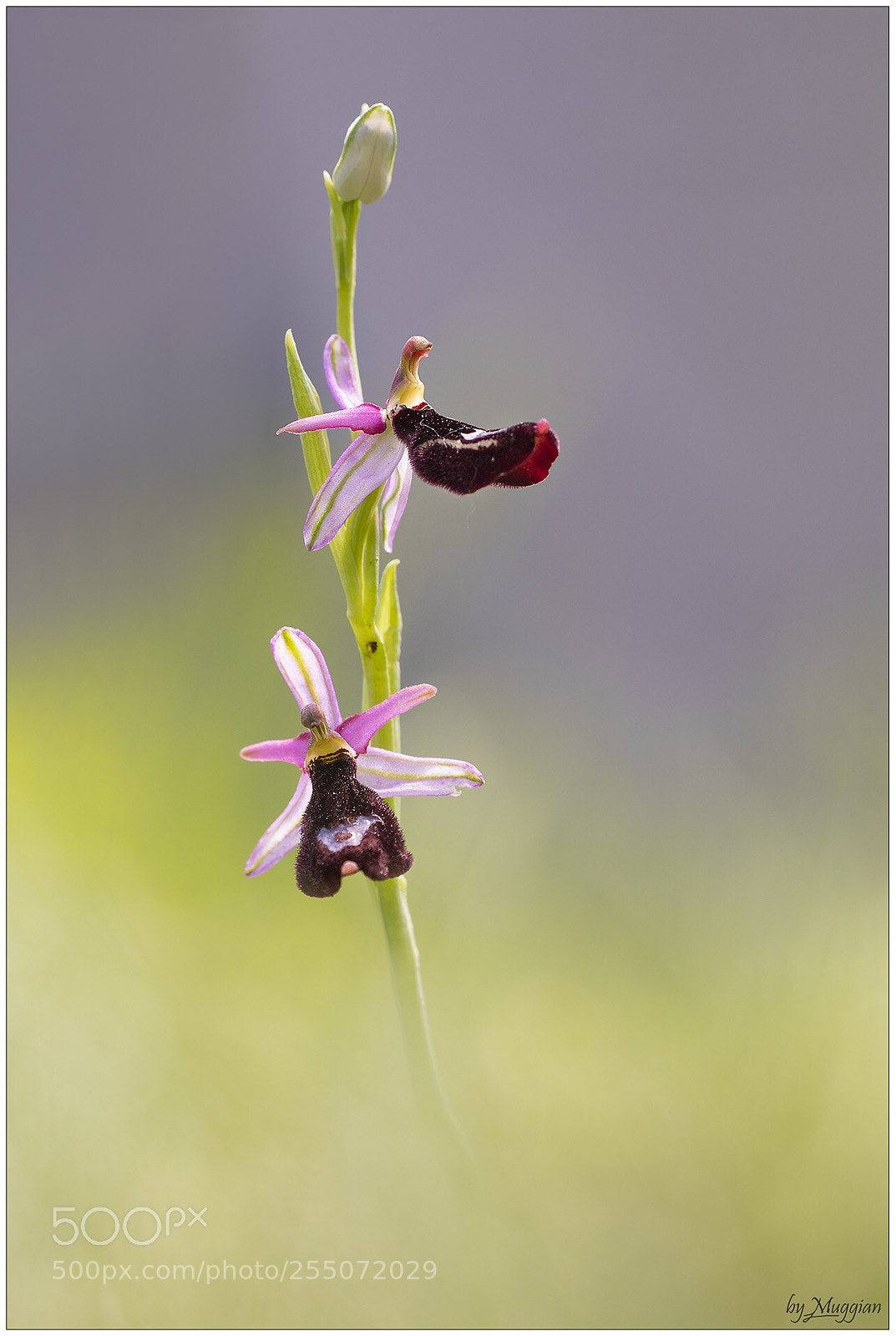 Canon EOS 80D sample photo. Ophrys bertolonii
 photography