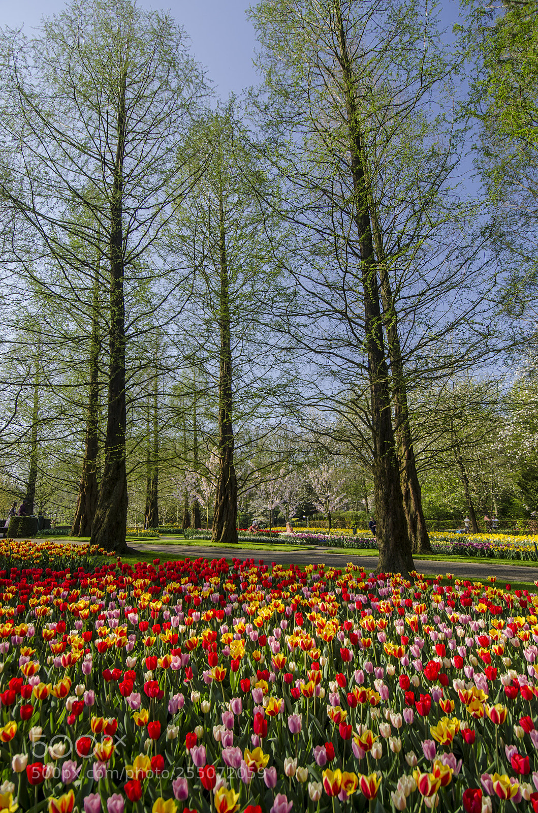 Nikon D7000 sample photo. A field of colors photography