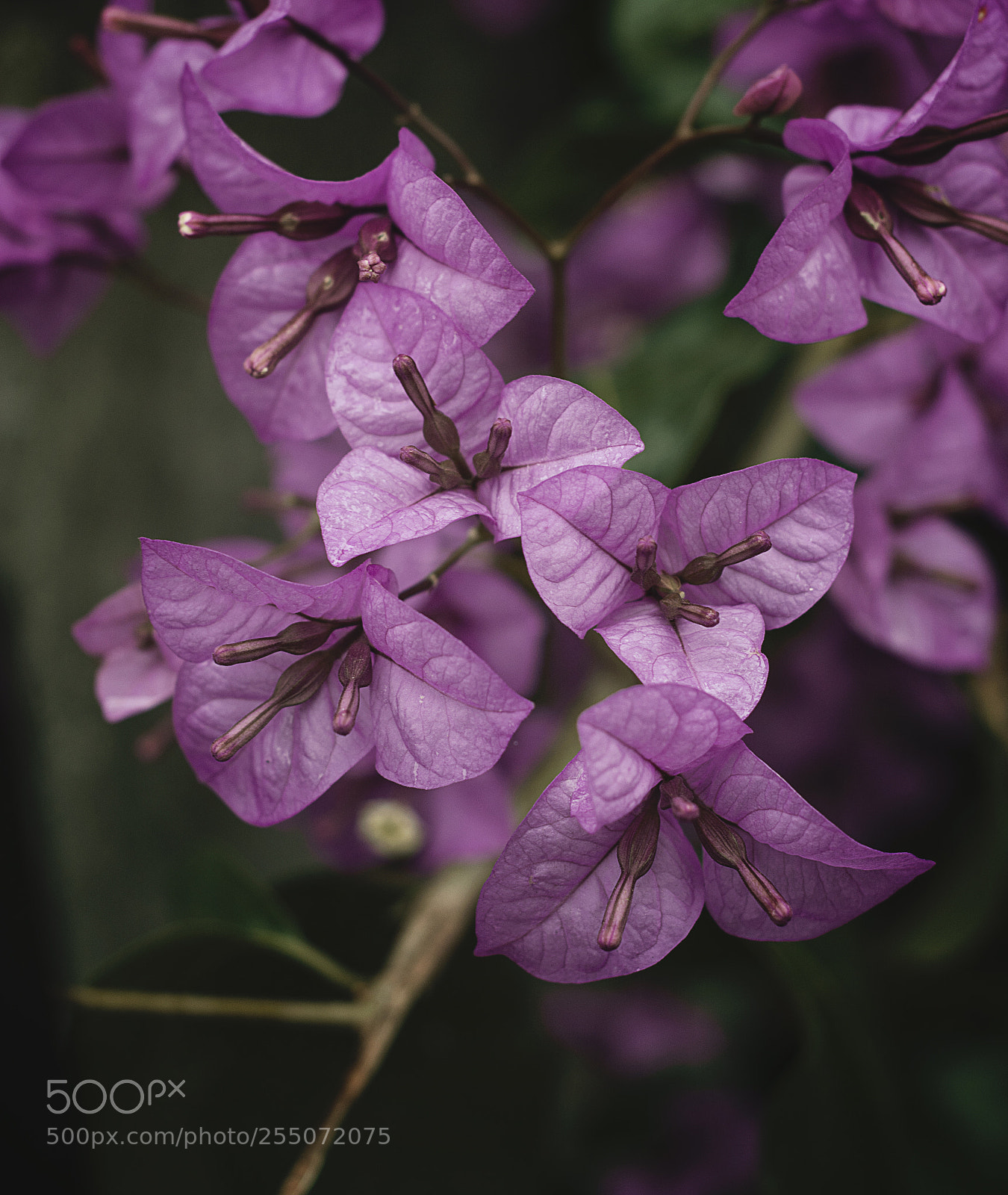 Nikon D5200 sample photo. Simply purple of autumn photography