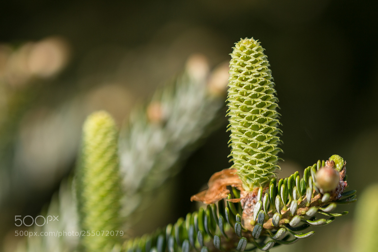 Canon EOS 700D (EOS Rebel T5i / EOS Kiss X7i) sample photo. Pinecone photography