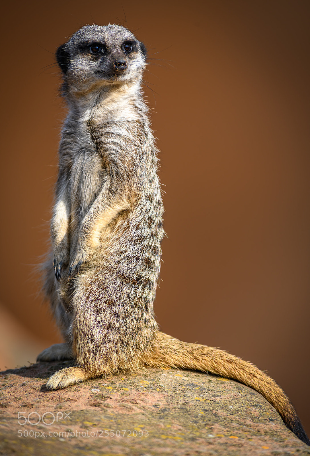 Nikon D850 sample photo. Meerkat on guard photography