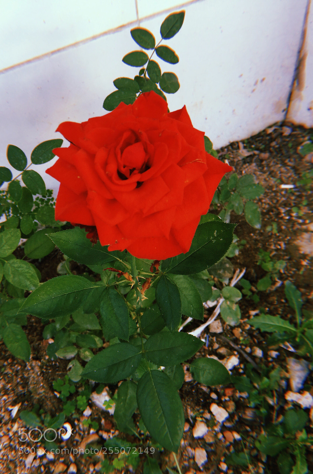Apple iPhone sample photo. Eu e minha paix photography