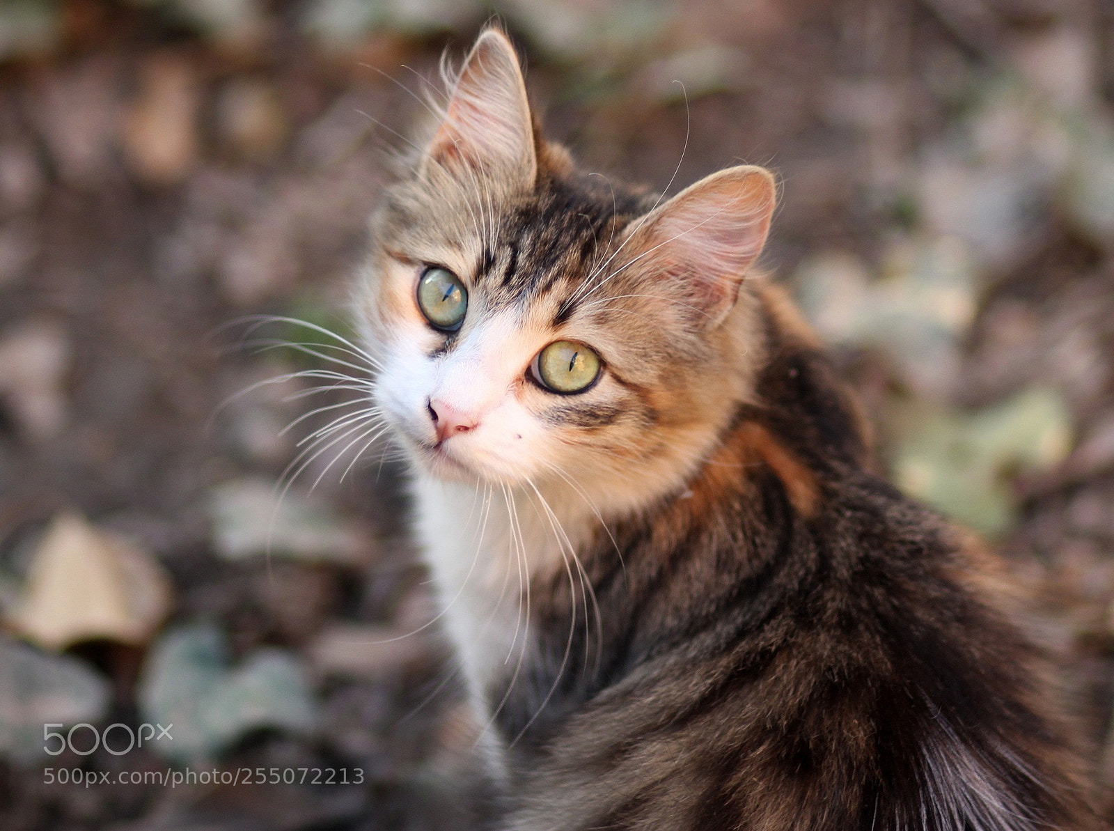 Canon EOS 700D (EOS Rebel T5i / EOS Kiss X7i) sample photo. Cat photography