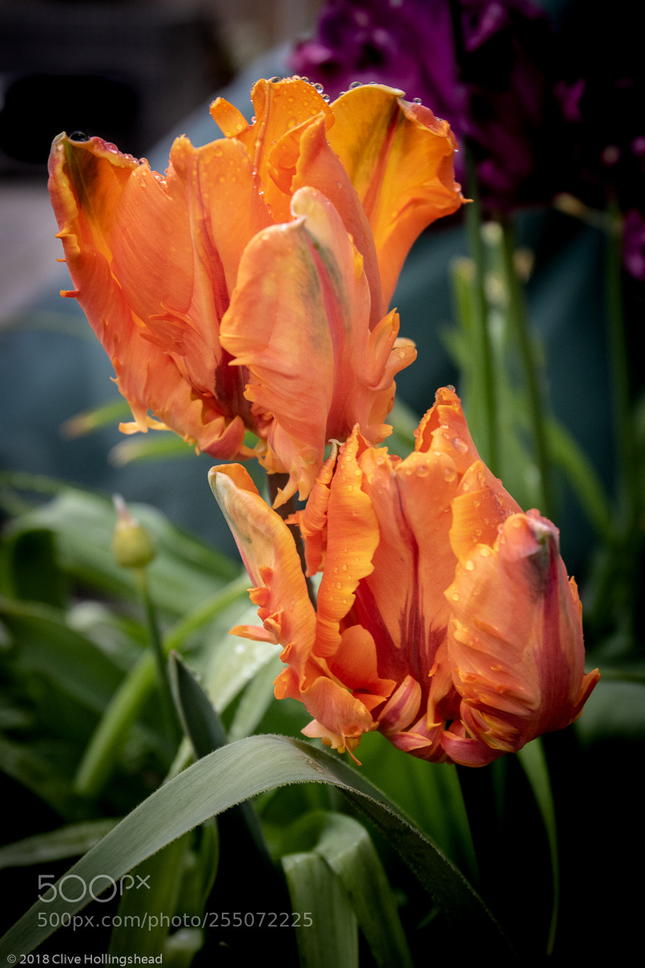 Canon EOS 7D Mark II sample photo. Spring flowers and april photography