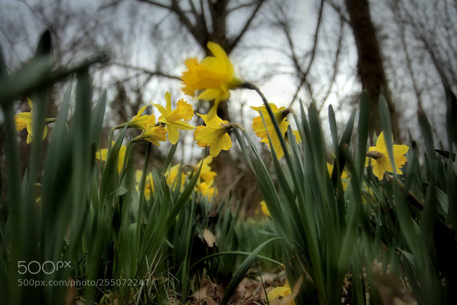 Canon EOS 6D sample photo. Travel through the daffodils photography
