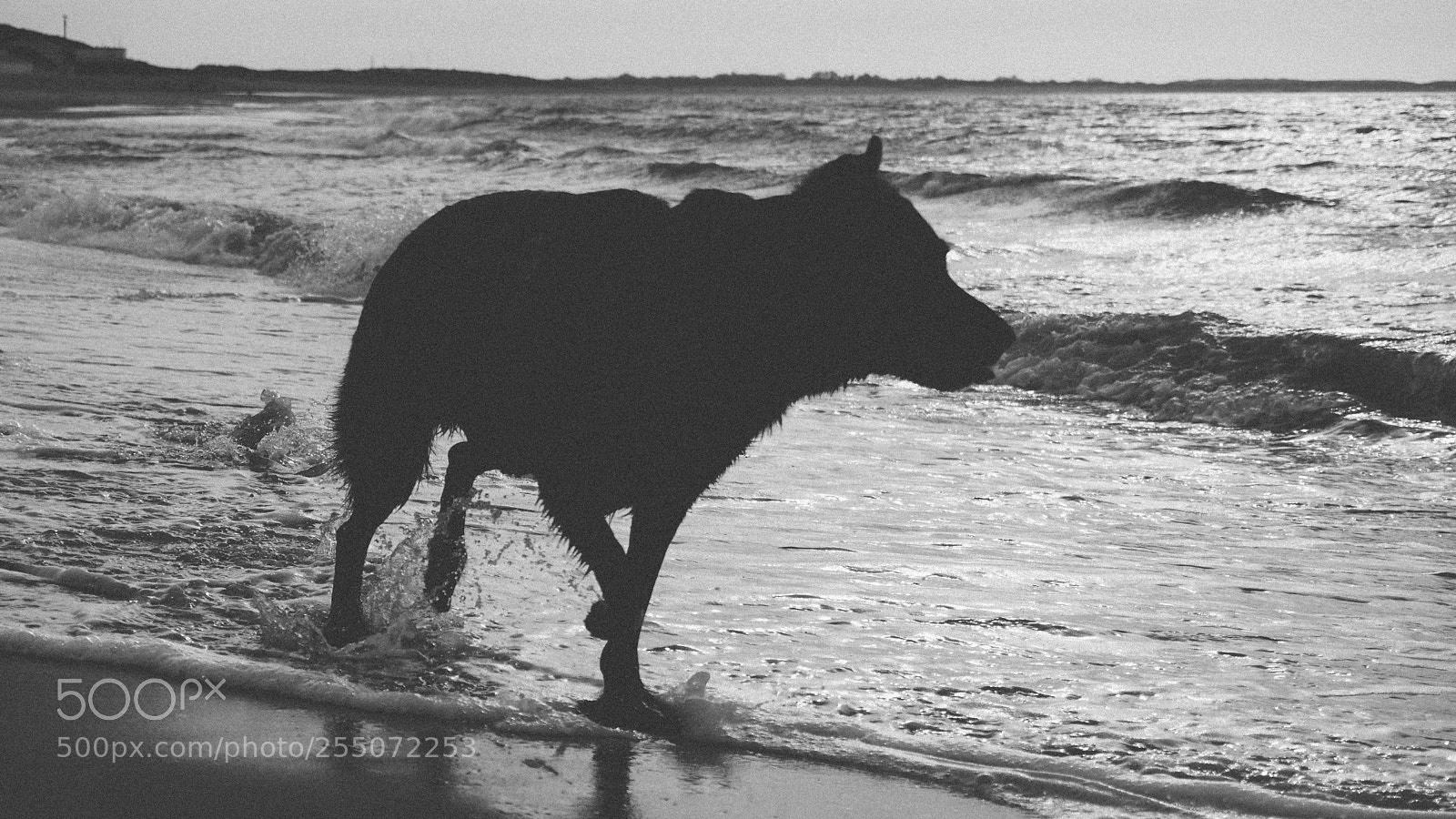 Sony a6000 sample photo. Shepherd at the sea photography