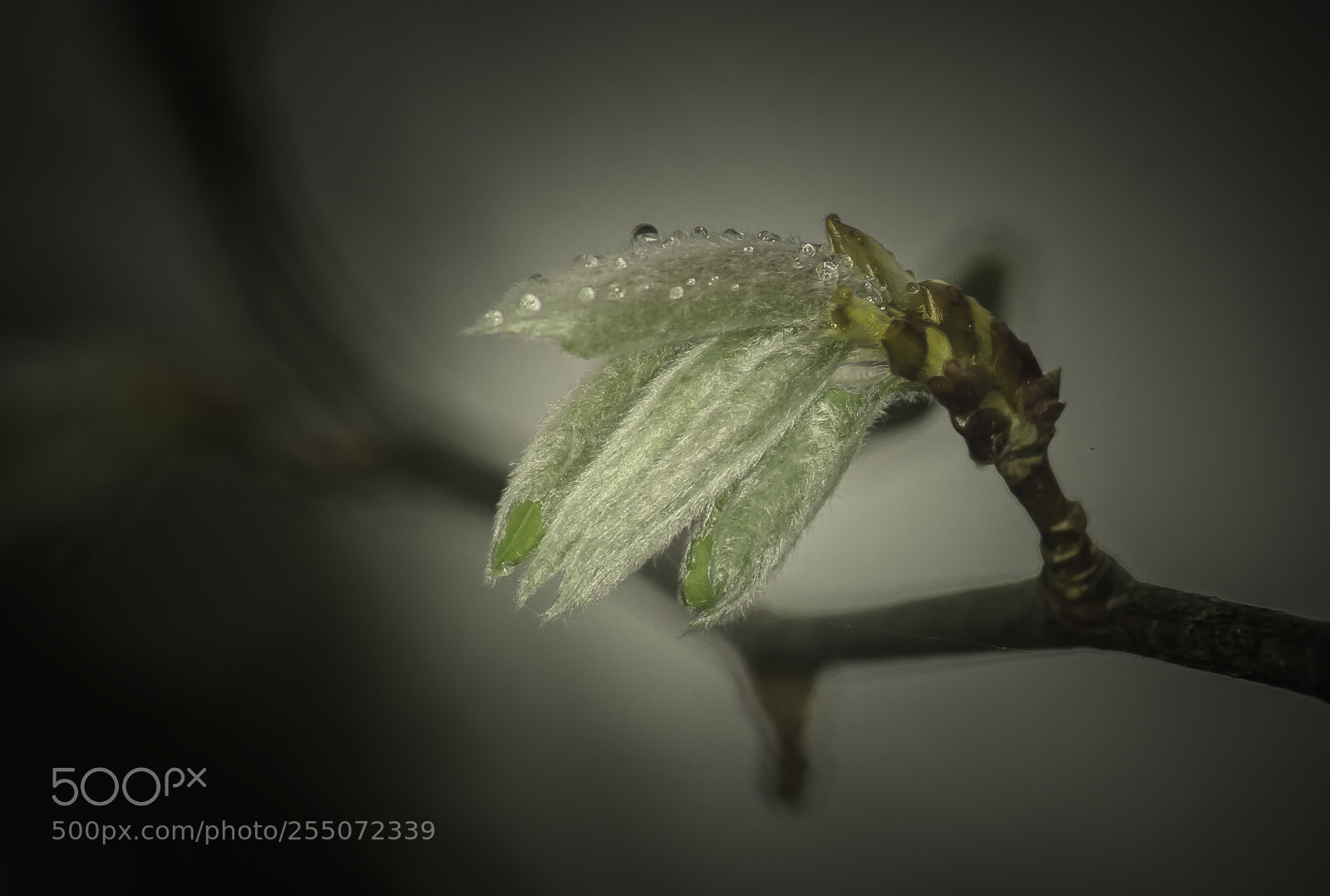 Nikon D5000 sample photo. In the rain photography