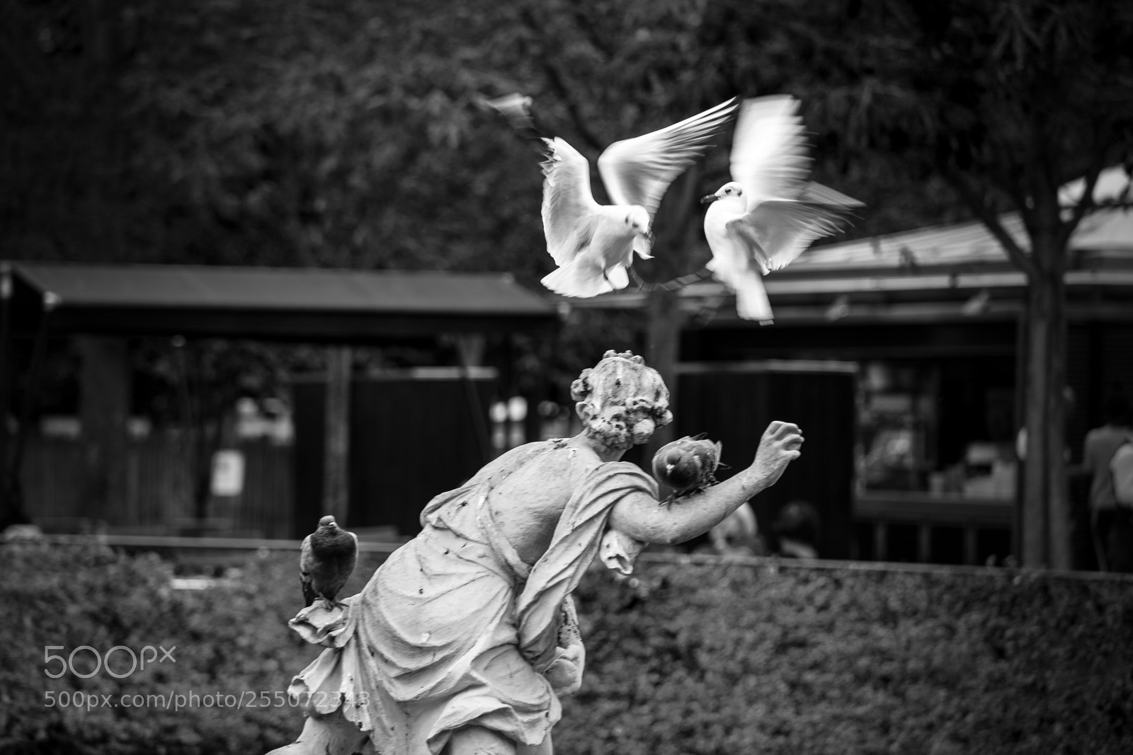 Canon EOS 5D Mark II sample photo. 2 colombes photography