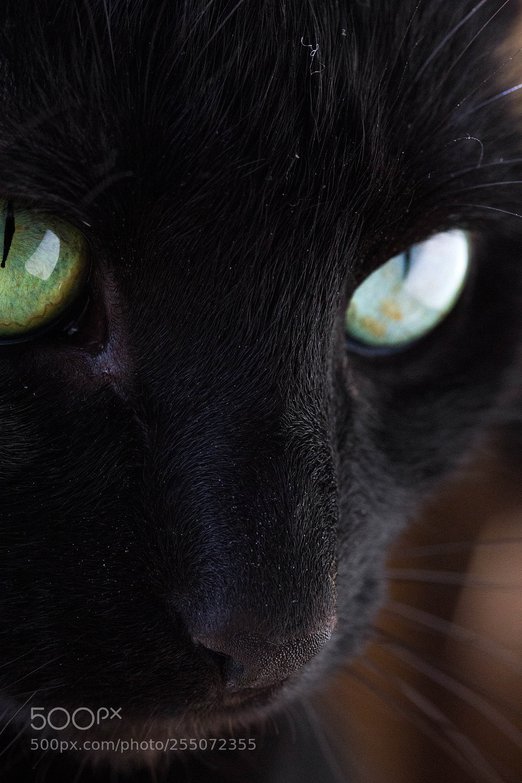 Canon EOS 60D sample photo. Img photography