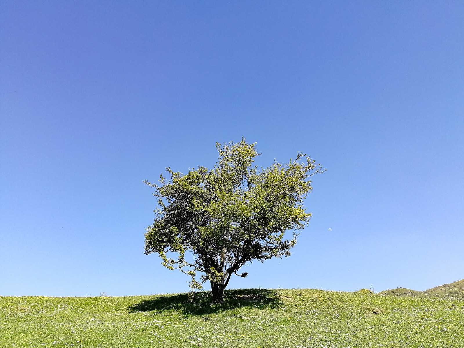 HUAWEI Honor 9 sample photo. Tree photography